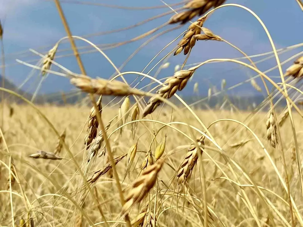 13 Bin Yıllık Kavılca Buğdayı Hasadı Başladı