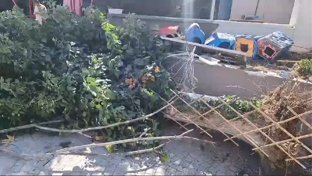 Kadıköy’de devrilen ağaç olası faciayı önledi