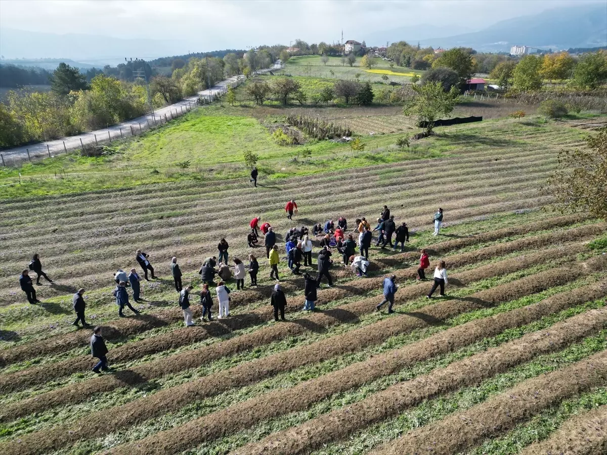 Karabük’te dünyanın en pahalı baharatı Safranın hasadına başlandı