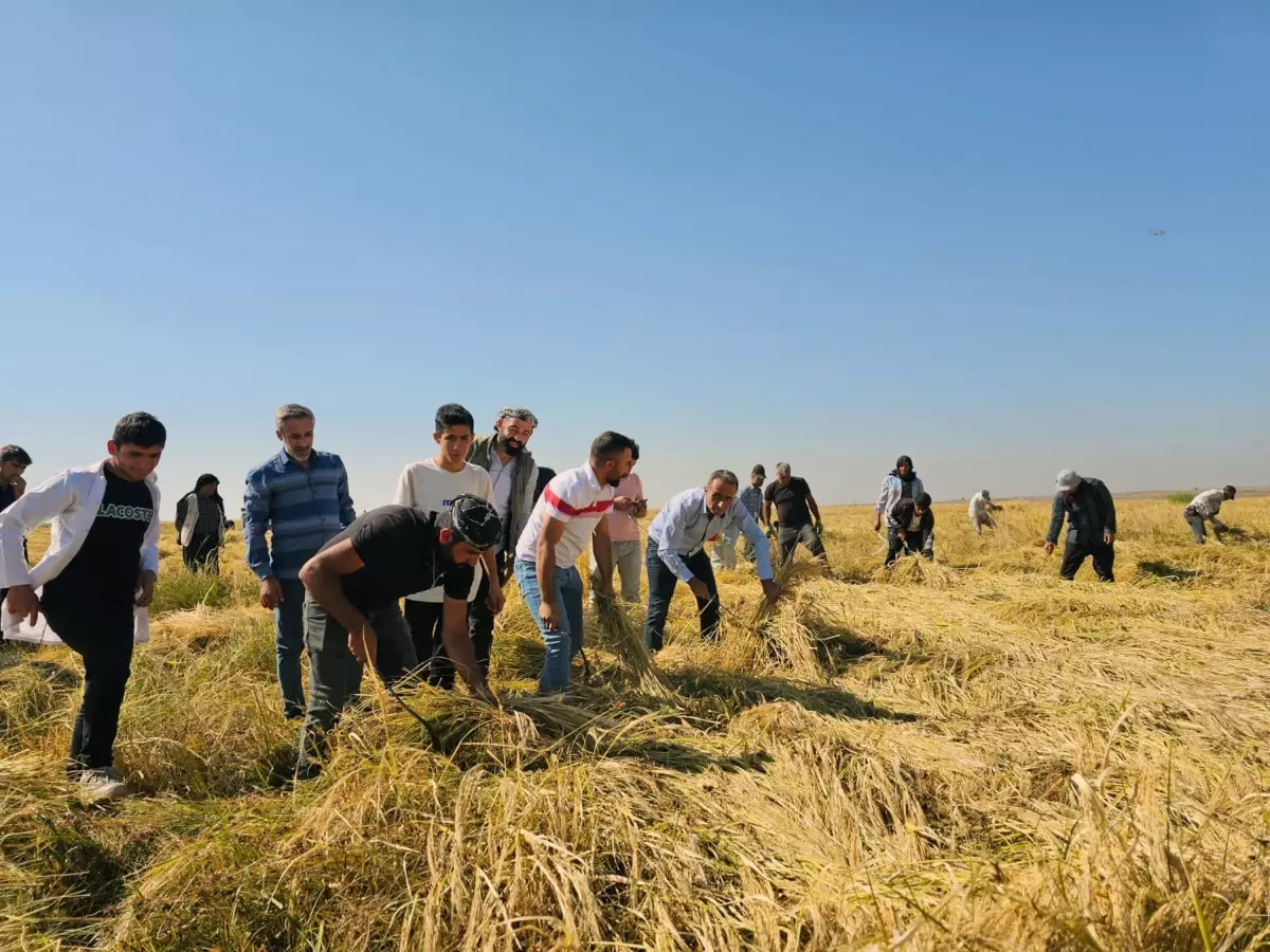 Karacadağ Pirinci Hasadı Başladı